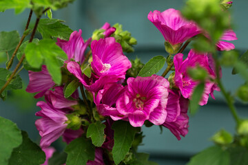 Fototapete bei efototapeten.de bestellen   