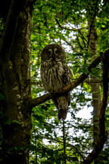 Wildpark Wald Natur Eule Uhu Kauz Vogel Vogelvoliere