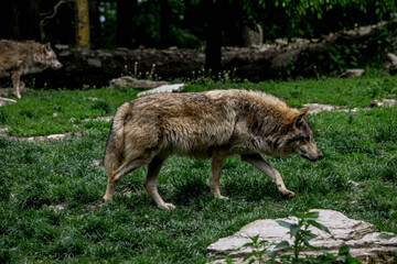 Wildpark Wald Natur Wolf Wölfe Rudel Wiese