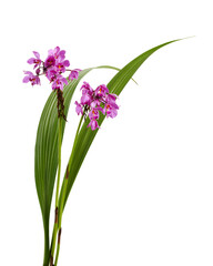 Purple orchid flowers with leaves, Philippine ground orchid, Tropical flowers isolated on white...
