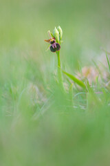 Single Early spider orchid Ophrys sphegodes growing in grass meadow in Spring