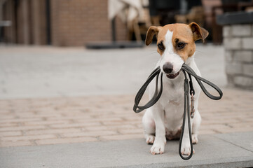Lonely abandoned Jack Russell Terrier holds a leash in his mouth. Dog lost in the outdoors