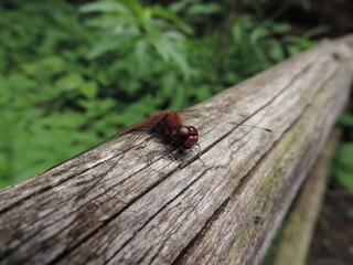 Libelle