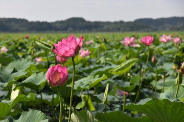 伊豆沼の蓮ー3