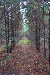 Obraz premium Autumn forest