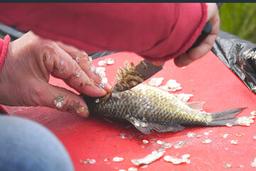 Cleans fish crucian or carp from scales on the cutting Board