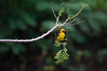 Male sparrows inspect their nests after it has rained for the sake of breeding.