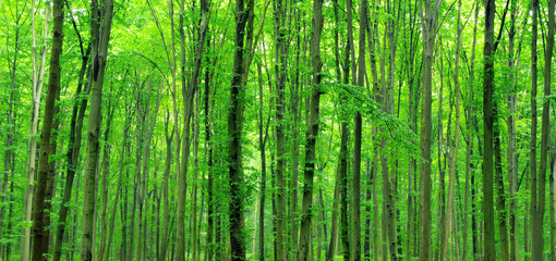 Fototapeta na wymiar green forest . nature woods texture