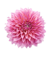 Dahlia flower, Pink dahlia flower isolated on white background, with clipping path