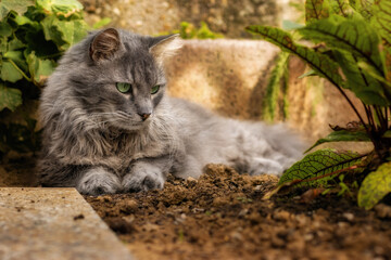 Naklejka na ściany i meble Cat lying on the ground in a herb garden and watching ants
