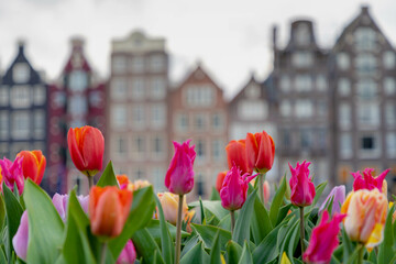 Selective focus of multi colour of tulip in the pot placed along street during spring season,...