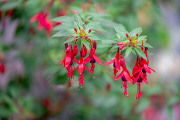 Selective focus of Fuchsia magellanica, Red flower in the garden, Hummingbird fuchsia or hardy fuchsia is a species of flowering plant in the family Evening Primrose family, Nature floral background.