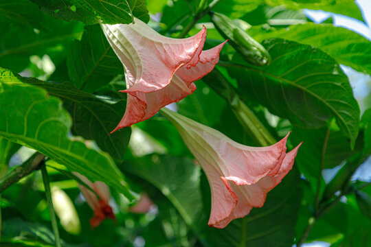 Selective focus of flowers Brugmansia suaveolens in the garden, Brazil's white angel trumpet or angel's tears is a species of flowering plant family Solanaceae, Nature floral background.
