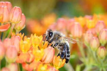 Bee - Apis mellifera - pollinates Asclepias Tuberosa - butterfly milkweed.
