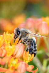 Bee - Apis mellifera - pollinates Asclepias Tuberosa - butterfly milkweed.