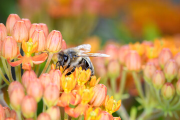 Bee - Apis mellifera - pollinates Asclepias Tuberosa - butterfly milkweed.