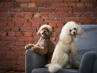 two poodles on an armchair in a loft interior. Dog on a brick wall background