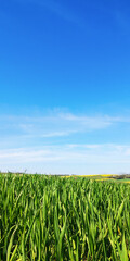 Vertical farmer field of grain sprouts,wheat,rye,blue sky and light clouds on sunny spring or summer day,blurred blooming field stripe.Agriculture concept,weather for harvest,Europe.Selective focus