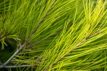 Greece vibrant green pine bush branches close-up