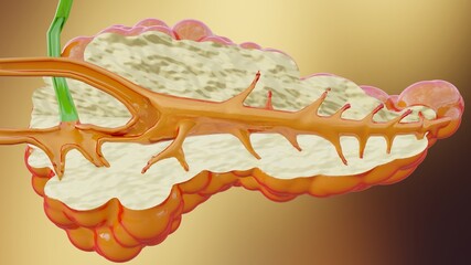 3d Illustration of Human Pancreas Anatomy, 3D reander