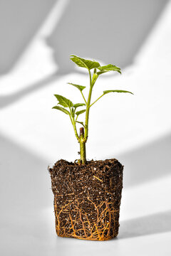 Young green sprout of a Paulownia tree is ready for planting. Beautiful fast-growing tree that is gaining popularity around the world. Studio shot