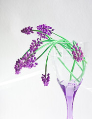 Bunch of purple flowers in wine glass on white background. Spring  purple muscari or grape hyacinth flowers and green leaves bouquet. Minimalist floral composition, still life, floral aesthetic