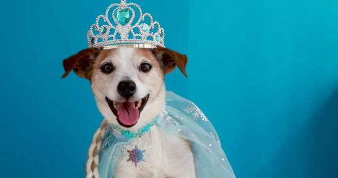 Jack russell terrier dog in princess costume with braid tiara and cloak. Pampered princess pooch wearing a pale tulle and bejewelled crown. Party, halloween, etc blue background