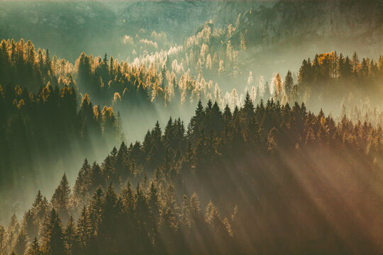 sun-rays through misty pine forest autumn nature background