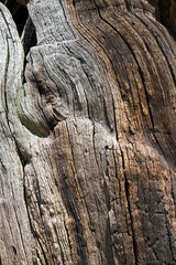 natural wood structure of an ancient oak tree in the forest abstract nature