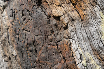 natural abstract wood structure of an ancient oak tree in the forest