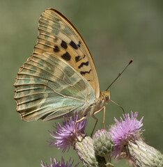 Silver-washed Fritillary