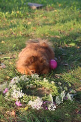 Fototapeta premium Pomeranian sniffing a wreath outdoors