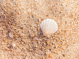 clam shell on the sand on the Black Sea coast