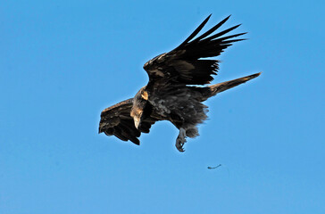quebrantahuesos en el pirineo aragones