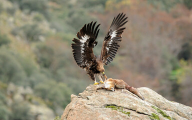 aguila real en la sierra abulense.España