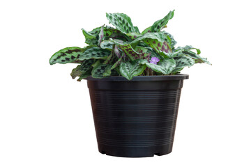 Brisbane lily or Eurycles amboinensis whit purple flower bloom in black plastic pot in the garden isolated on white background included clipping path.