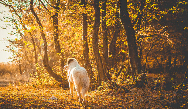 autumn nature background white dog in forest