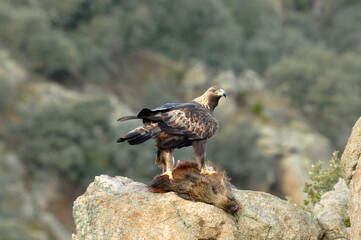 aguila real en la sierra abulense.España