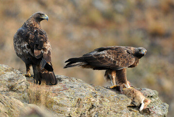 aguila real en la sierra abulense.España