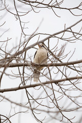 Laughing Kookaburra in a tree