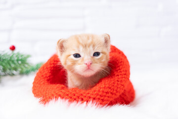 Small Christmas orange kitten is sweetly basking and looking at the camera in a knitted red Santa hat. Soft and cozy with a Christmas tree. Christmas, home comfort and new year holidays concept 