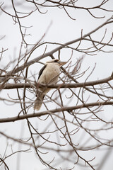 Laughing Kookaburra in a tree