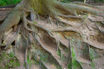 Tree roots on forest ground