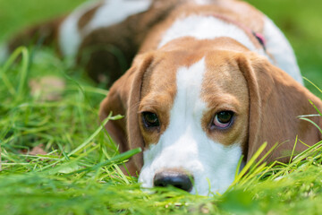 Portrait of  cute beagle dog on a green meadow