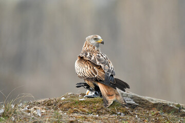 milano real con una presa