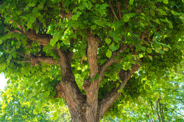 Old linden tree with branches bent up like candelabra. Decorative tilia tree - 447258848