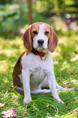 Portrait of  cute beagle dog on a green meadow