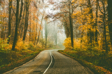 curvy road in beautiful foggy forest in autumn