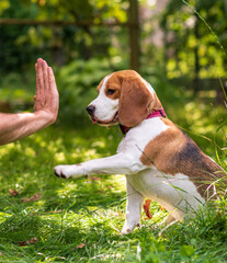 Naklejka na ściany i meble Portrait of cute beagle dog on a green meadow