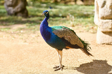 Fototapeta premium Peacock outdoors. Beauty of Nature